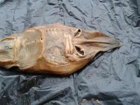 Ον... αγνώστου ταυτότητας εντοπίστηκε στον κήπο σπιτού στη Λεμεσό [εικόνες&βίντεο] | iefimerida.gr 0