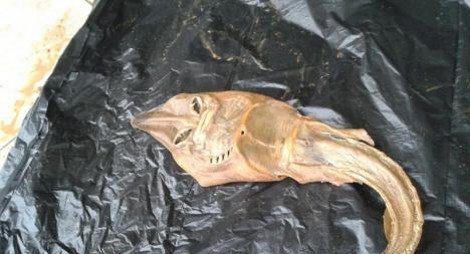 Ον... αγνώστου ταυτότητας εντοπίστηκε στον κήπο σπιτού στη Λεμεσό [εικόνες&βίντεο] | iefimerida.gr 1