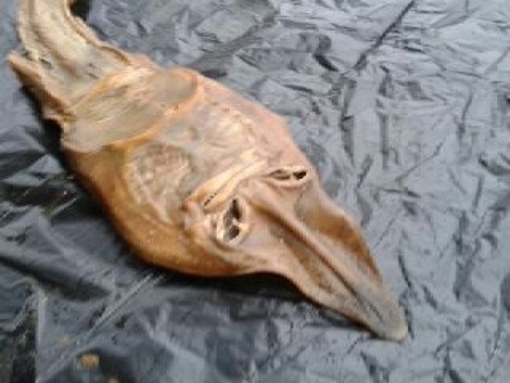 Ον... αγνώστου ταυτότητας εντοπίστηκε στον κήπο σπιτού στη Λεμεσό [εικόνες&βίντεο] | iefimerida.gr 2