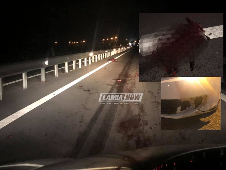 Απίστευτο συμβάν στη Φθιώτιδα: Οδηγός συγκρούστηκε με κοπάδι αγριογούρουνων [σκληρές εικόνες] | iefimerida.gr 0