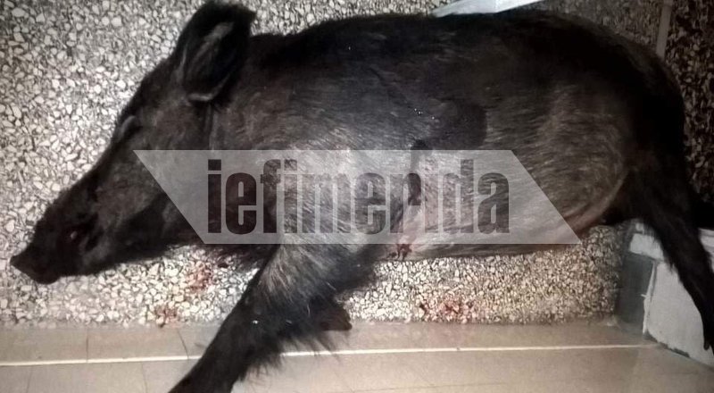 Αυτός είναι ο κακοποιός-μέλος της συμμορίας που δολοφόνησε τον Σταματιάδη -Ανέβασε στο Facebook το αγριογούρουνο [εικόνες] | iefimerida.gr 4