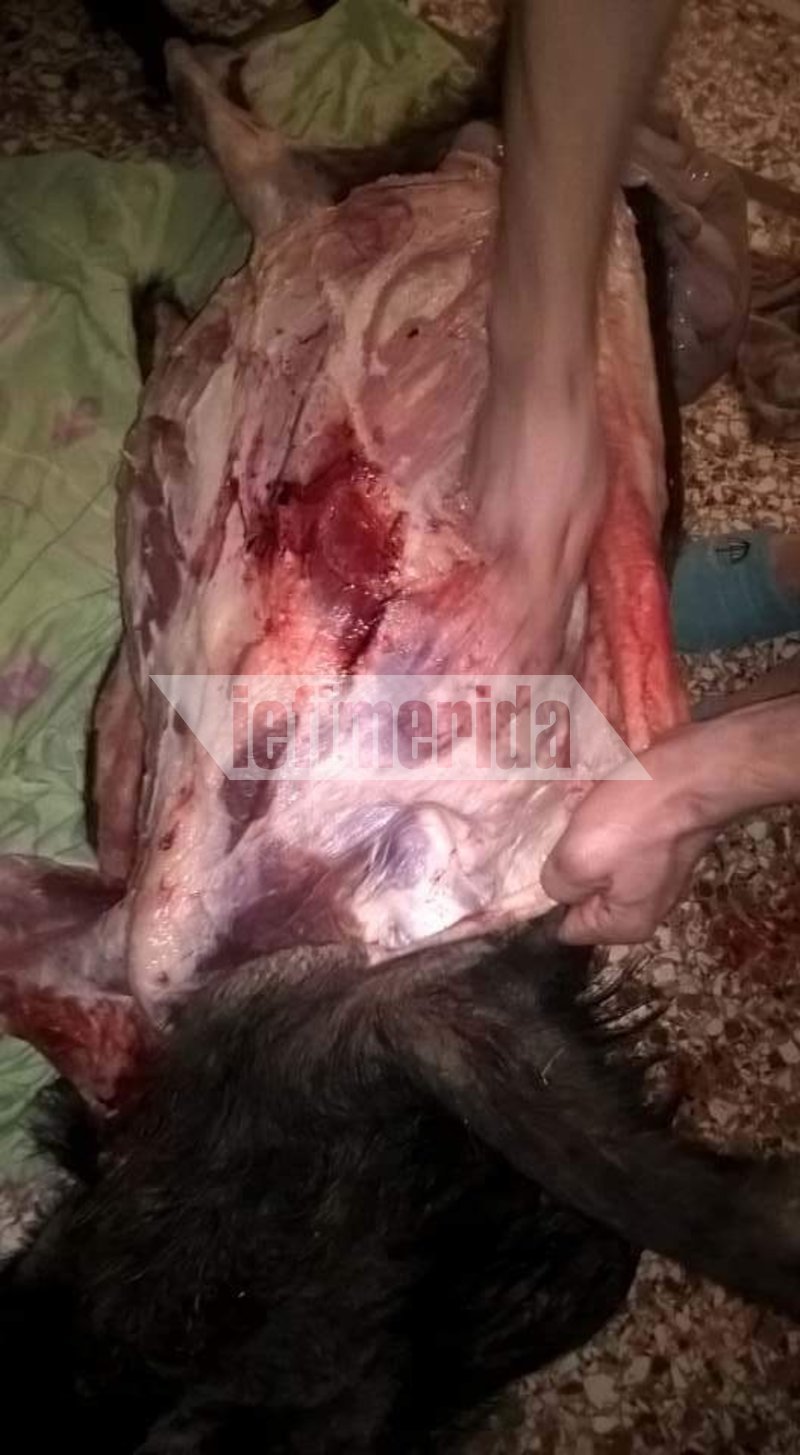 Αυτός είναι ο κακοποιός-μέλος της συμμορίας που δολοφόνησε τον Σταματιάδη -Ανέβασε στο Facebook το αγριογούρουνο [εικόνες] | iefimerida.gr 6