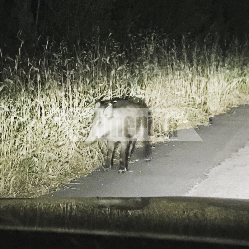 Νέα εμφάνιση αγριογούρουνων σε κατοικημένη περιοχή -Νυχτερινή βόλτα στο Δίστομο Βοιωτίας [εικόνες] | iefimerida.gr 1