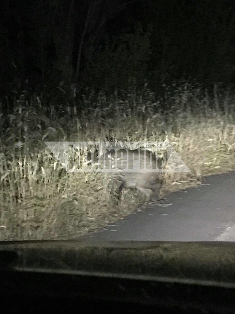 Νέα εμφάνιση αγριογούρουνων σε κατοικημένη περιοχή -Νυχτερινή βόλτα στο Δίστομο Βοιωτίας [εικόνες] | iefimerida.gr 3