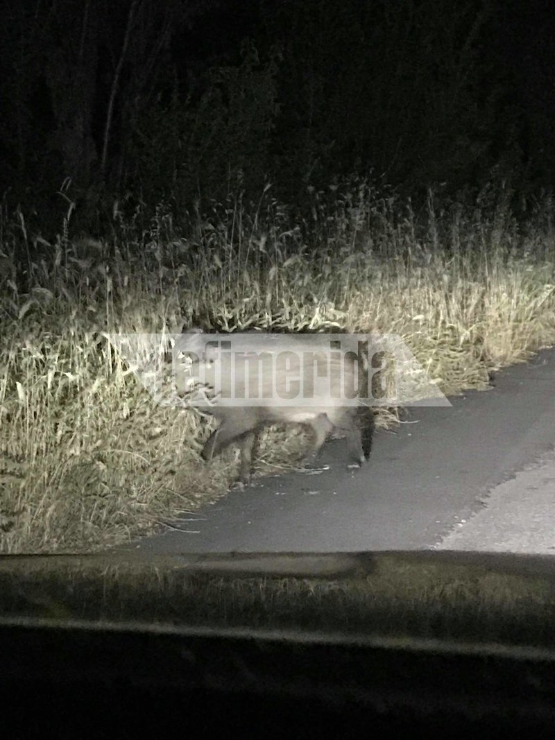 Νέα εμφάνιση αγριογούρουνων σε κατοικημένη περιοχή -Νυχτερινή βόλτα στο Δίστομο Βοιωτίας [εικόνες] | iefimerida.gr 2