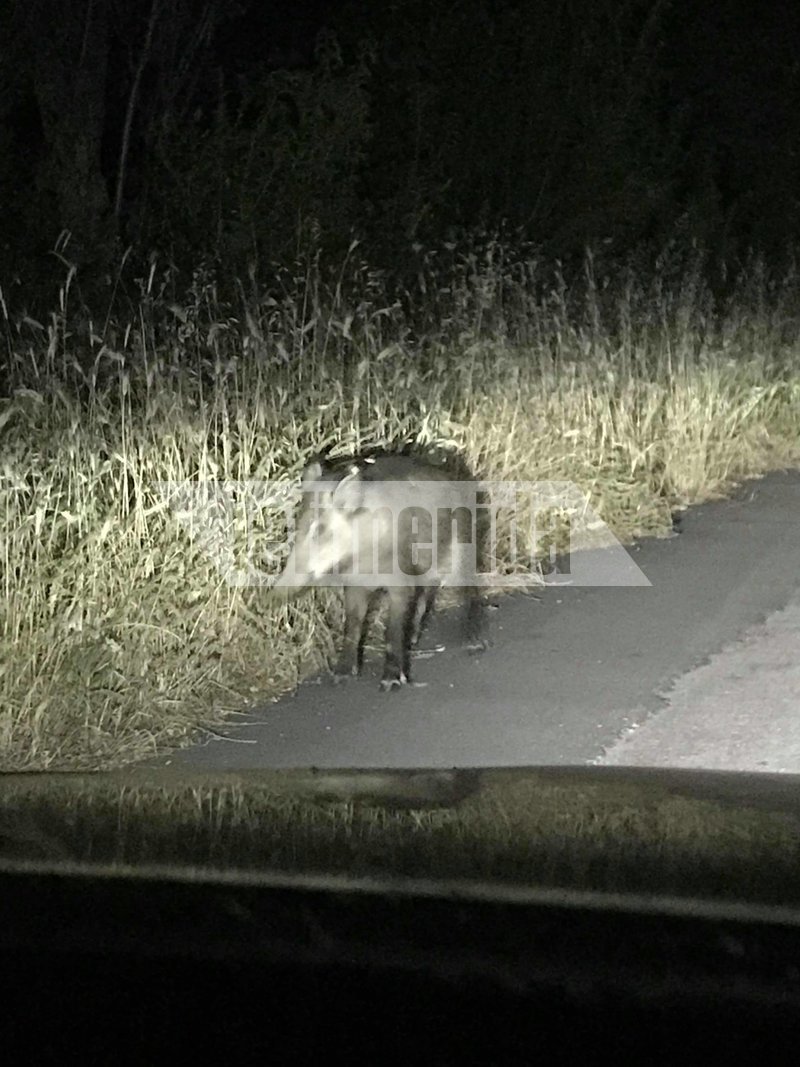 Νέα εμφάνιση αγριογούρουνων σε κατοικημένη περιοχή -Νυχτερινή βόλτα στο Δίστομο Βοιωτίας [εικόνες] | iefimerida.gr 0