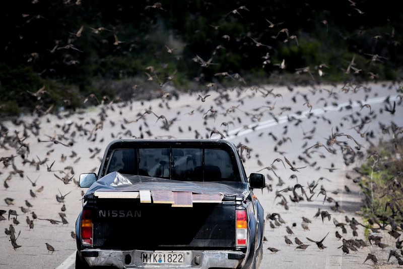 Σπάνιο: Σμήνη από αγριοπούλια κατέλαβαν δρόμο στην Αταλάντη [εικόνες] | iefimerida.gr 0
