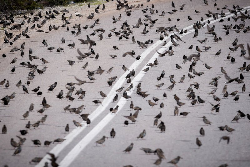 Σπάνιο: Σμήνη από αγριοπούλια κατέλαβαν δρόμο στην Αταλάντη [εικόνες] | iefimerida.gr 1