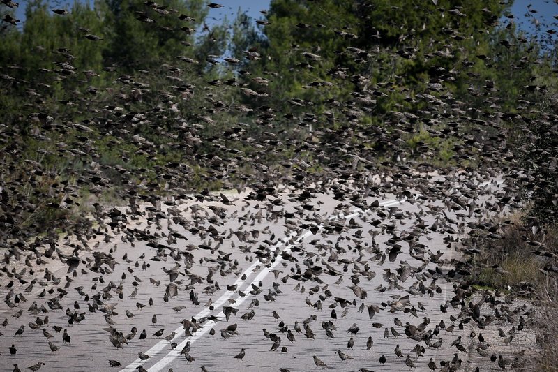 Σπάνιο: Σμήνη από αγριοπούλια κατέλαβαν δρόμο στην Αταλάντη [εικόνες] | iefimerida.gr 2