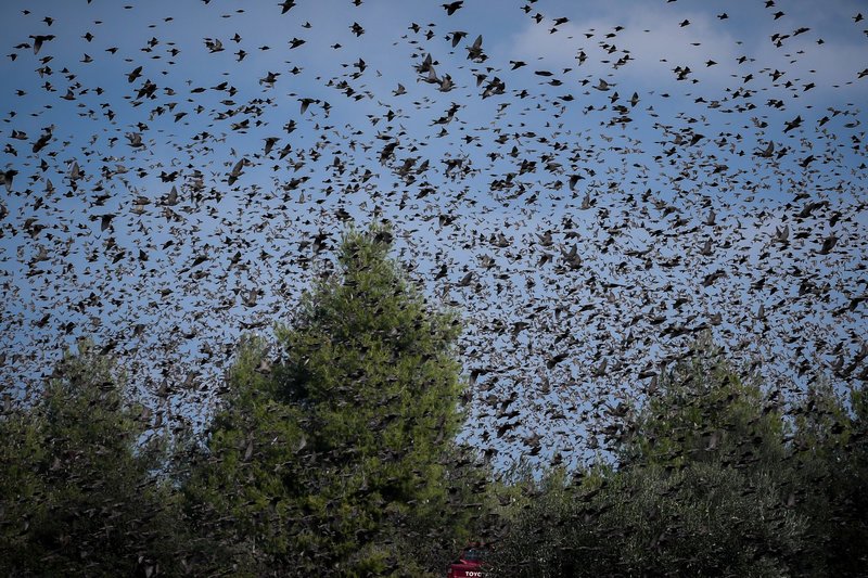 Σπάνιο: Σμήνη από αγριοπούλια κατέλαβαν δρόμο στην Αταλάντη [εικόνες] | iefimerida.gr 3