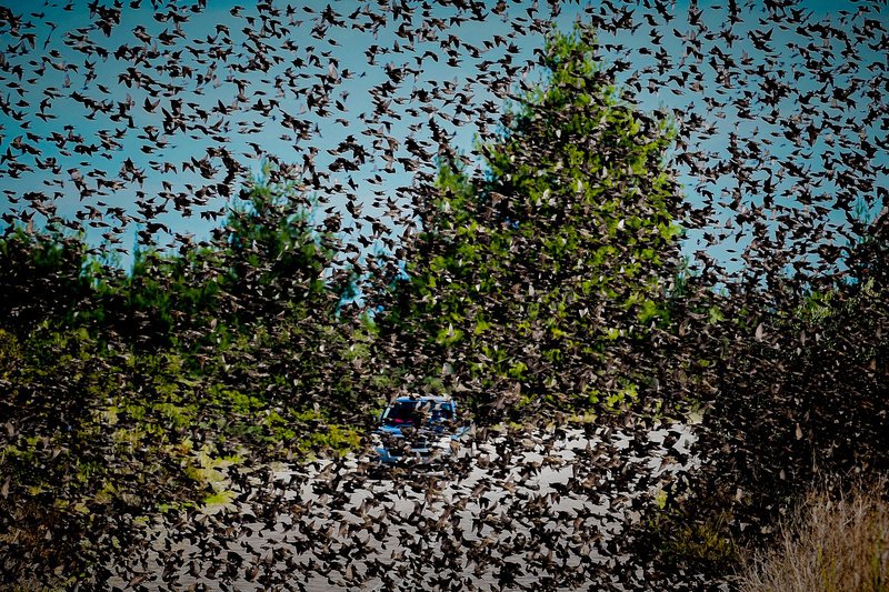 Σπάνιο: Σμήνη από αγριοπούλια κατέλαβαν δρόμο στην Αταλάντη [εικόνες] | iefimerida.gr 4
