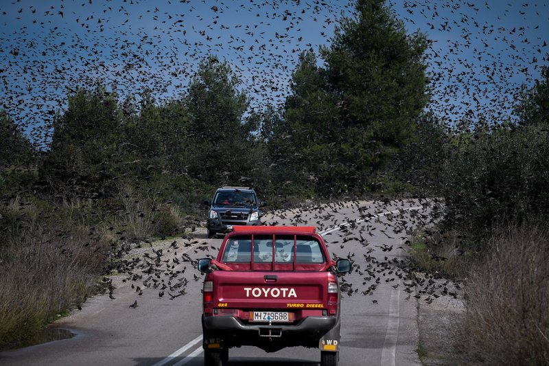Σπάνιο: Σμήνη από αγριοπούλια κατέλαβαν δρόμο στην Αταλάντη [εικόνες] | iefimerida.gr 5