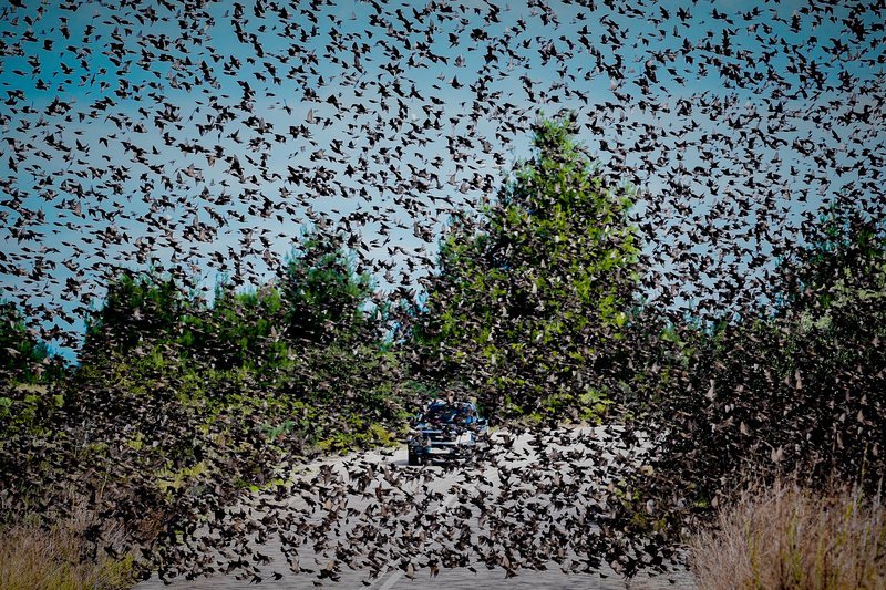 Σπάνιο: Σμήνη από αγριοπούλια κατέλαβαν δρόμο στην Αταλάντη [εικόνες] | iefimerida.gr 6