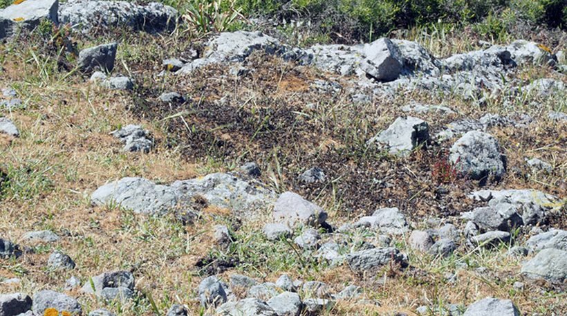 Φωτογραφίες: Ακρίδες «πνίγουν» τον Αγιο Ευστράτιο [εικόνες] | iefimerida.gr 0