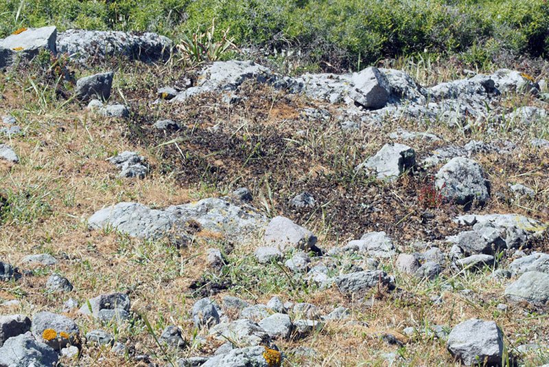 Φωτογραφίες: Ακρίδες «πνίγουν» τον Αγιο Ευστράτιο [εικόνες] | iefimerida.gr 2