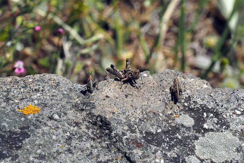 Φωτογραφίες: Ακρίδες «πνίγουν» τον Αγιο Ευστράτιο [εικόνες] | iefimerida.gr 3