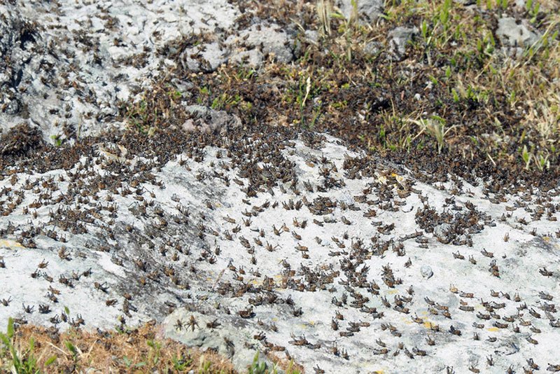 Φωτογραφίες: Ακρίδες «πνίγουν» τον Αγιο Ευστράτιο [εικόνες] | iefimerida.gr 4