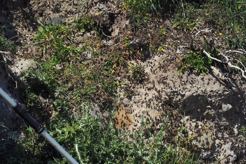 Φωτογραφίες: Ακρίδες «πνίγουν» τον Αγιο Ευστράτιο [εικόνες] | iefimerida.gr 5