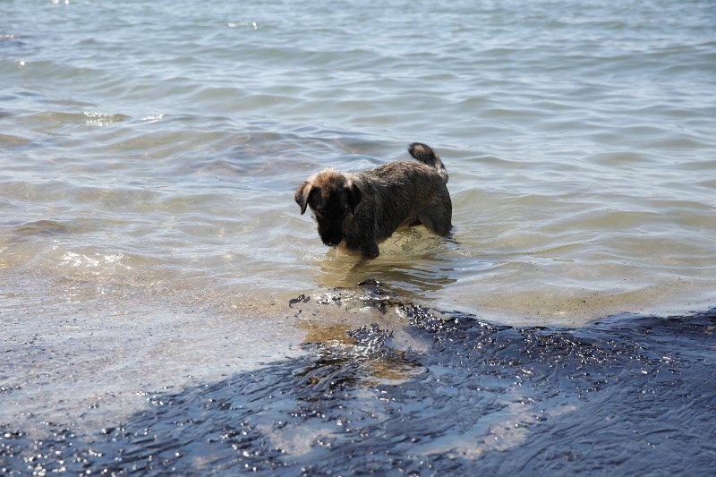 Περιβαλλοντικό έγκλημα στον Σαρωνικό -Πίσσα οι παραλίες μέχρι τη Γλυφάδα [εικόνες] | iefimerida.gr 1