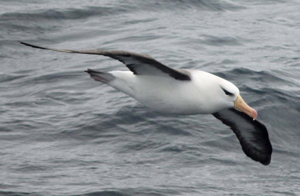 Τα ζώα εκπέμπουν SOS: Νέα λίστα με απειλούμενα είδη εξέδωσε η Ενωση Διατήρησης της Φύσης [εικόνες] | iefimerida.gr 4