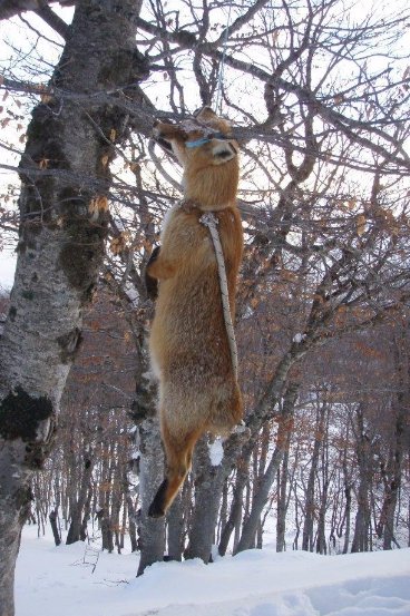 Κρέμασαν αλεπού σε δέντρο, της έκοψαν την ουρά και την άφησαν να ξεψυχήσει | iefimerida.gr 0