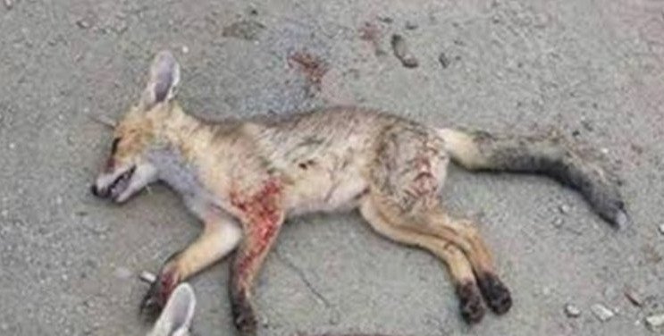 Σοκαριστικές εικόνες: Κύπριος κυνηγός πανηγυρίζει επειδή σκότωσε 3 αλεπούδες [εικόνες] | iefimerida.gr 1