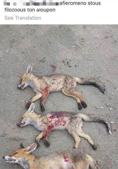 Σοκαριστικές εικόνες: Κύπριος κυνηγός πανηγυρίζει επειδή σκότωσε 3 αλεπούδες [εικόνες] | iefimerida.gr 0