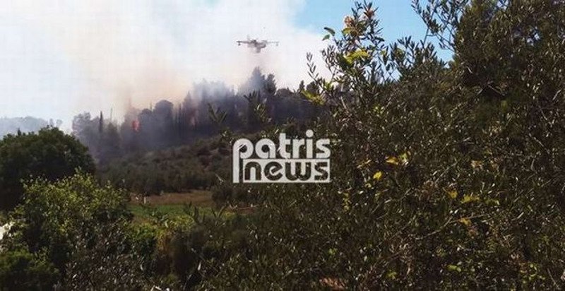Πυρκαγιά σε δασική έκταση στη περιοχή Αλφειούσα στην Ηλεία | iefimerida.gr 0