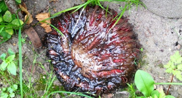 Φρικιαστικός άγνωστος οργανισμός «ξεφύτρωσε» σε αυλή έπειτα από χτύπημα κεραυνού [εικόνες] | iefimerida.gr 0