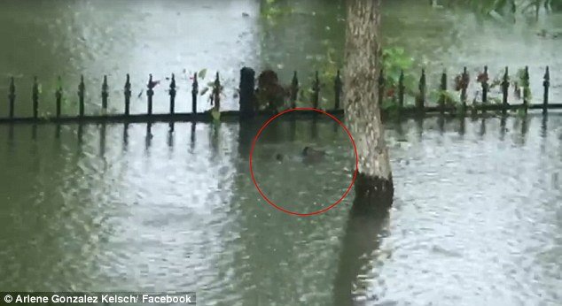 Δείτε αλιγάτορες να κολυμπούν σε αυλή σπιτιού στο Τέξας! [βίντεο] | iefimerida.gr 0