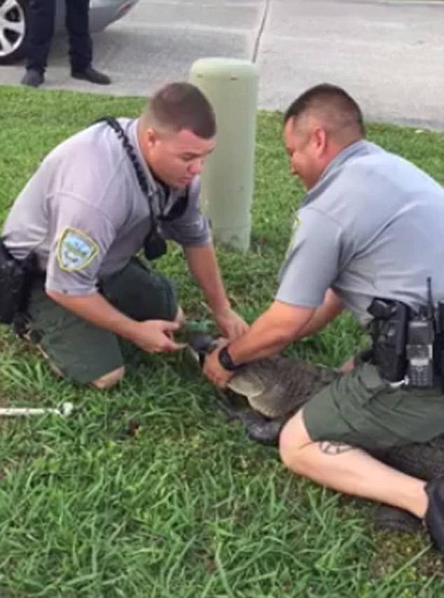 Η στιγμή που αστυνομικοί... συλλαμβάνουν αλιγάτορα -Του πέρασαν κανονικά χειροπέδες [εικόνες & βίντεο] | iefimerida.gr 0