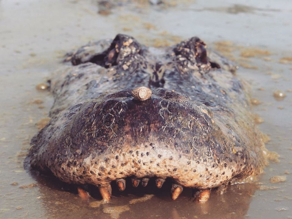 Φοιτήτρια πόζαρε με τεράστιο αλιγάτορα για να γιορτάσει την αποφοίτησή της [εικόνες & βίντεο]  | iefimerida.gr 2