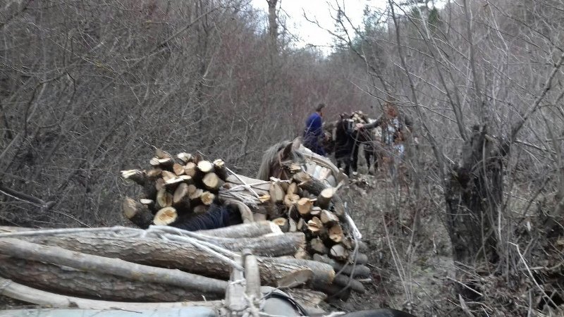 Καστοριά: Αλβανοί φόρτωσαν 5 άλογα με παράνομη ξυλεία [εικόνες] | iefimerida.gr 0
