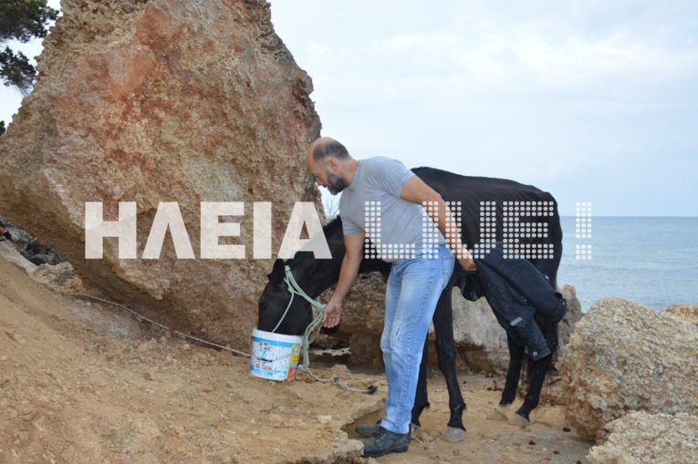 Η «Χάιδω» όπως λέγεται το άλογο είχε χαθεί πριν 23 μέρες, με αποτέλεσμα ο ιδιοκτήτης να έχει δημοσιεύσει μέχρι και αγγελία για την εύρεση του ζώου.
