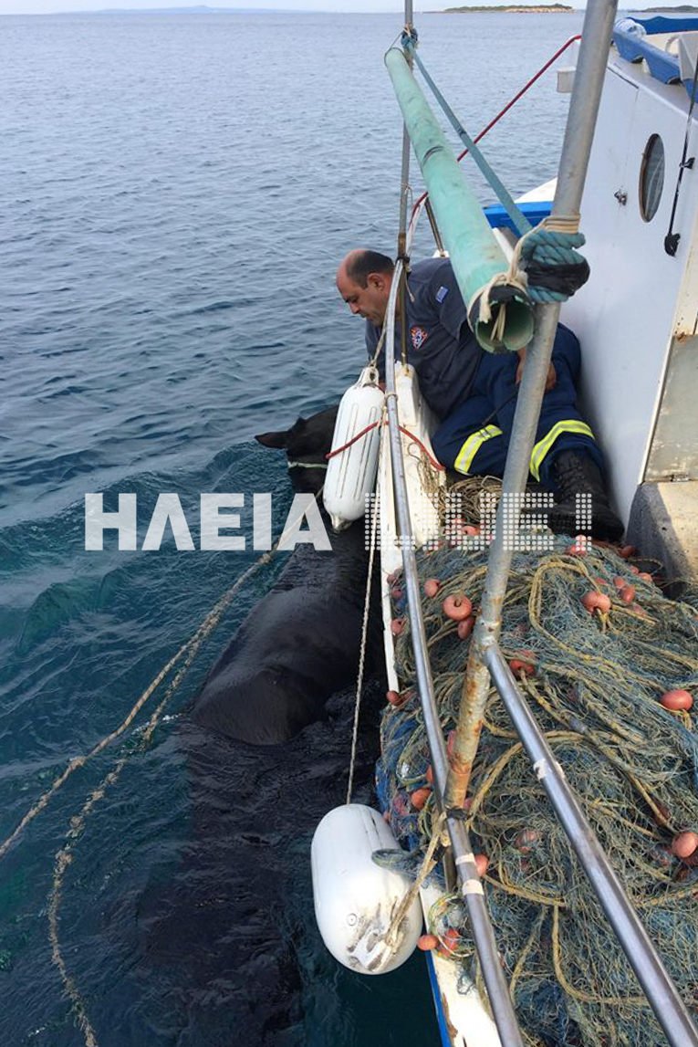 Ωστόσο, ήταν αδύνατο να φορτώσουν το άλογο σε κάποιο ψαροκάικο και έτσι αποφάσισαν να το σώσουν με τον ίδιο τρόπο που πήγε εκεί... δηλαδή μέσω θαλάσσης.