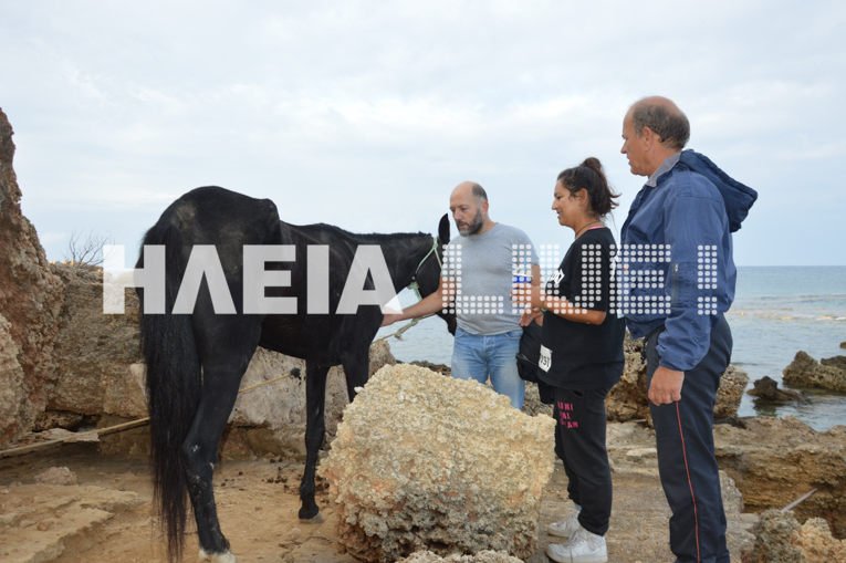 Εν τέλει το άλογο εντοπίστηκε το απόγευμα της Κυριακής από... ψαρά που περνούσε με το καΐκι του στην περιοχή «Γερμανικά» στην πίσω πλευρά του βουνού του Κατακόλου και συγκεκριμένα σε μια παραλία χωρίς πρόσβαση.