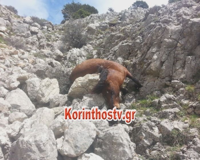 Αποτρόπαιο θέαμα -Δολοφόνησαν οκτώ άλογα στην Κορινθία -Τα έκαναν στόχους σκοποβολής [εικόνες] | iefimerida.gr 0