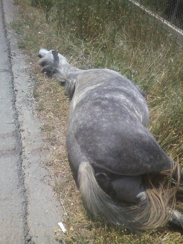Τουρίστας στην Κρήτη νοίκιασε αυτοκίνητο και τράκαρε με... άλογο [εικόνες] | iefimerida.gr 2