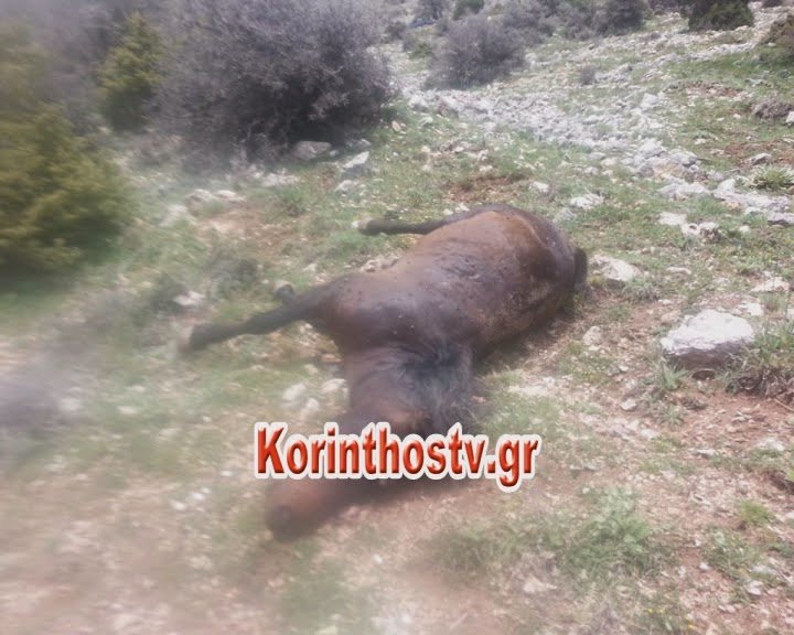 Αποτρόπαιο θέαμα -Δολοφόνησαν οκτώ άλογα στην Κορινθία -Τα έκαναν στόχους σκοποβολής [εικόνες] | iefimerida.gr 1