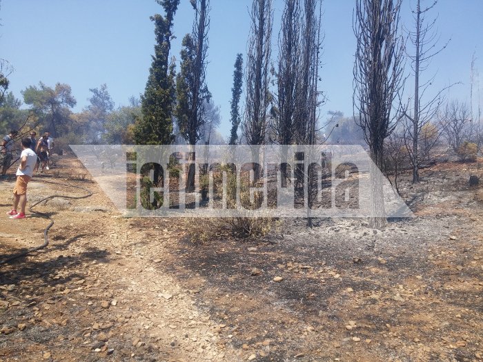 Σε ύφεση η πυρκαγιά στην Καισαριανή -Πίσω από το σκοπευτήριο [εικόνες & βίντεο]  | iefimerida.gr 3