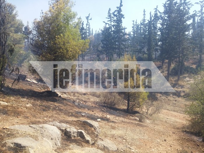 Σε ύφεση η πυρκαγιά στην Καισαριανή -Πίσω από το σκοπευτήριο [εικόνες & βίντεο]  | iefimerida.gr 5