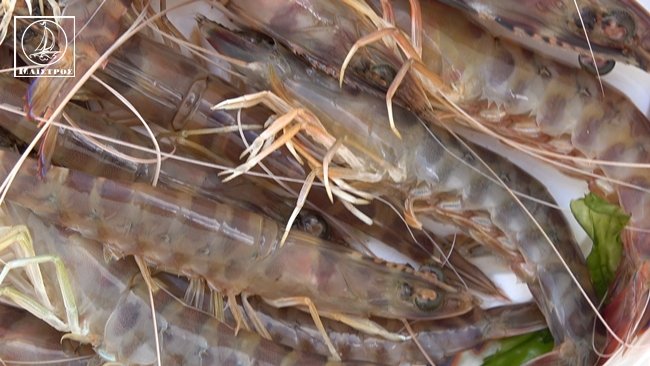 «Πανικός» στην Αμφιλοχία: –Ψαράδες έκαναν ουρά για να μαζέψουν γαρίδες με τους κουβάδες [εικόνες] | iefimerida.gr 3