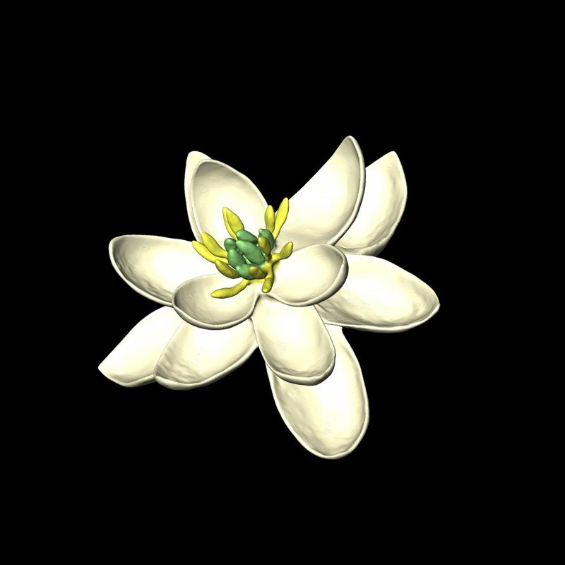 Ετσι ήταν το πρώτο λουλούδι στη Γη -Τα κύρια χαρακτηριστικά του [εικόνα] | iefimerida.gr 0