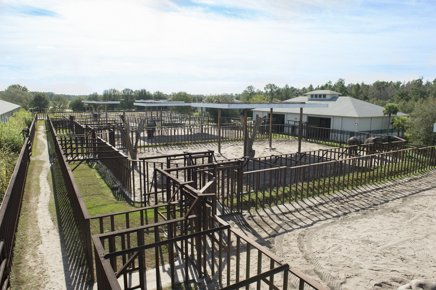 Τι γίνονται οι ελέφαντες του τσίρκου όταν γεράσουν [εικόνες] | iefimerida.gr 1