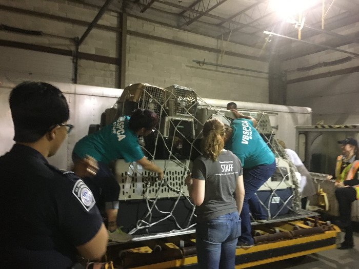 Μια πτήση τσάρτερ έσωσε τα σκυλιά από το πέρασμα του τυφώνα Ιρμα [εικόνες] | iefimerida.gr 0