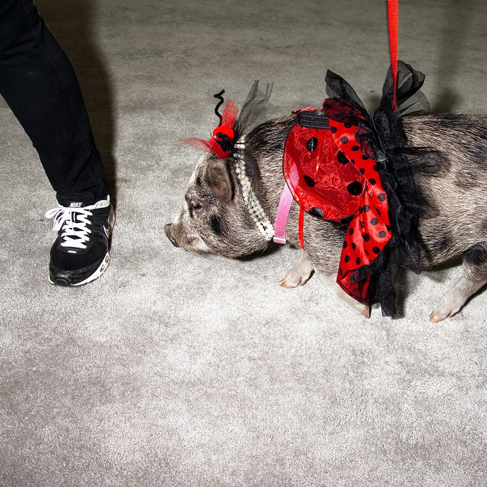 Ο αλλόκοτος και υπέροχος κόσμος των καλλιστείων ζώων -Φίδια, σκουλήκια και σκυλιά με περμανάντ [εικόνες] | iefimerida.gr 3