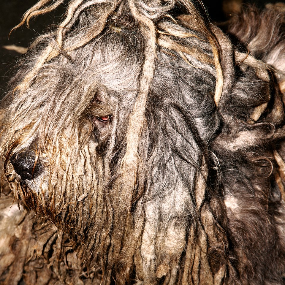 Ο αλλόκοτος και υπέροχος κόσμος των καλλιστείων ζώων -Φίδια, σκουλήκια και σκυλιά με περμανάντ [εικόνες] | iefimerida.gr 4