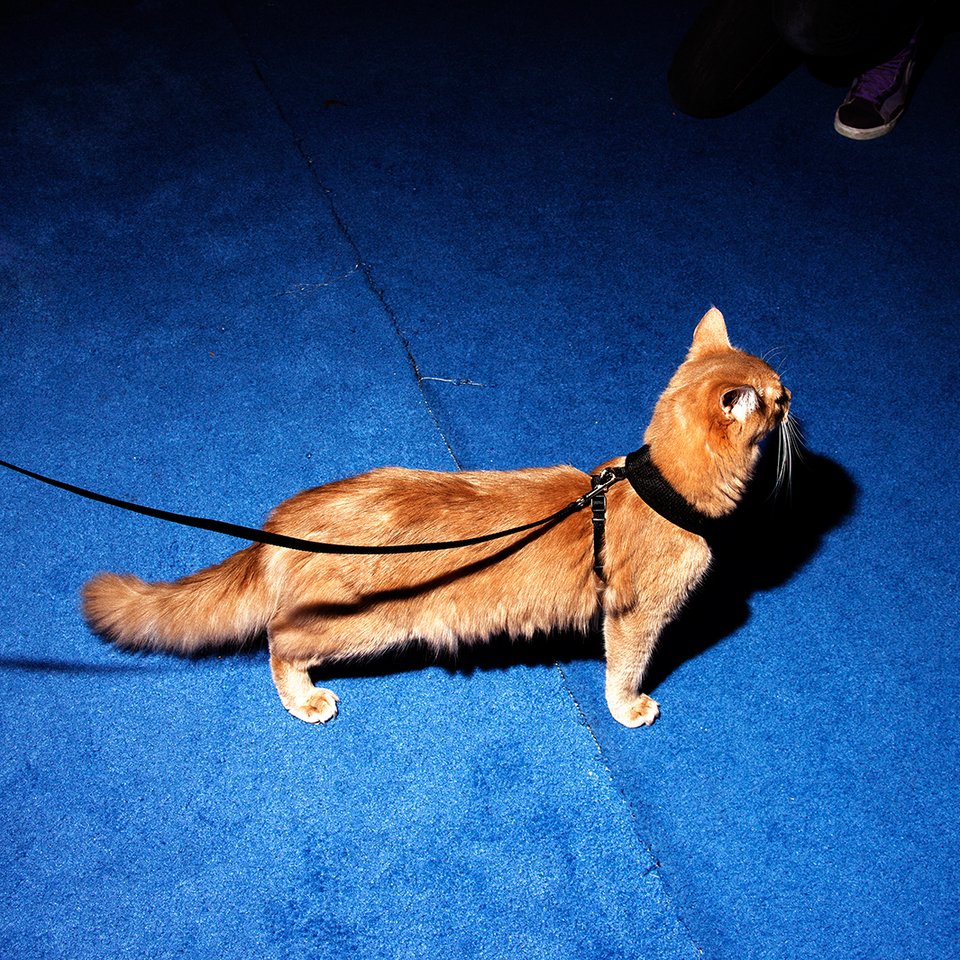 Ο αλλόκοτος και υπέροχος κόσμος των καλλιστείων ζώων -Φίδια, σκουλήκια και σκυλιά με περμανάντ [εικόνες] | iefimerida.gr 6