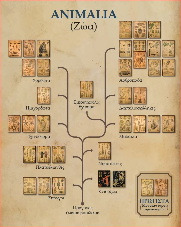 Στο Γενί Τζαμί οι πίνακες που μάθαιναν ζωολογία οι μαθητές τον 19ο αιώνα [εικόνες] | iefimerida.gr 1