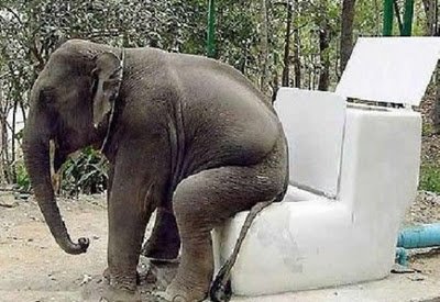 Όταν τα ζώα μιμούνται τους ανθρώπους [εικόνες] | iefimerida.gr 4